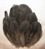 Capercailli back feathers seleckt